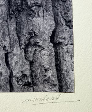 Norbert Buchsbaum - Apeldoorn, near ‘t Loo, gelatinezilverdruk (groot) kopen? Bied vanaf 1!