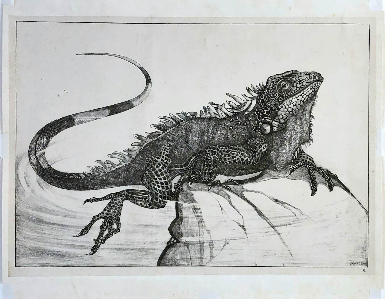 Theo van Hoytema - Leguaan, zittend op een steen in het water kopen? Bied vanaf 40!