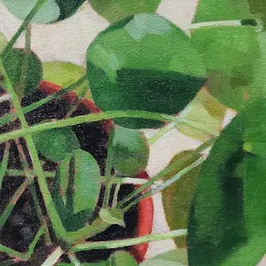 Willem Visser - Pannenkoekplant in rode pot kopen? Bied vanaf 160!