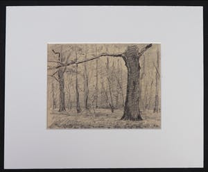 Wim Steijn - Krijttekening, Bomen kopen? Bied vanaf 20!