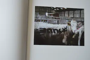 Banksy - Banksy, Steve Lazarides: BANKSY CAPTURED. 1ste druk !! kopen? Bied vanaf 1!