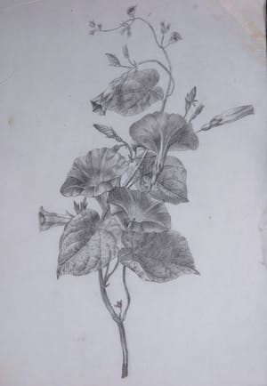 Niet of onleesbaar gesigneerd - Lot, Diverse (pen)tekeningen van bloemen en planten [8] kopen? Bied vanaf 1!