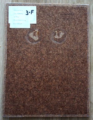 Henny Flore - Corrosie - 1970 kopen? Bied vanaf 50!