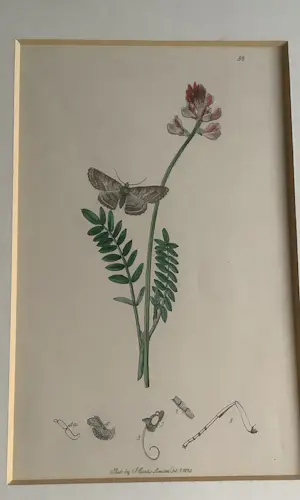 John Curtis - Twee lithos Ruige klaproos met kevertje en vlinder met bloem kopen? Bied vanaf 25!