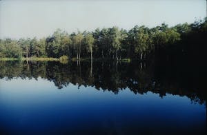 Paul Huf - Foto, Boslandschap- Ingelijst kopen? Bied vanaf 1!