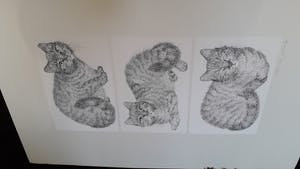 Ella van Schaik - Drie katten kopen? Bied vanaf 45!