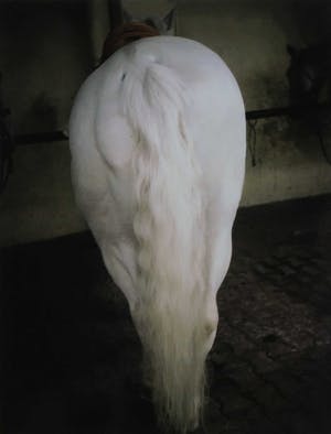 Charlotte Dumas - Foto, Zonder titel kopen? Bied vanaf 250!