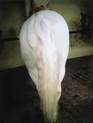 Charlotte Dumas - Foto, Zonder titel verkocht voor € 250!