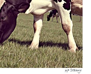 Mr. Strange - Toutes les vaches ne broutent pas ! kopen? Bied vanaf 50!