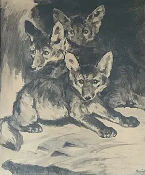 Cornelis Jan Mension - Drie jonge vosjes kopen? Bied vanaf 75!