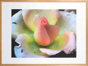 Bert Houweling - Foto, Roos 31 - Ingelijst kopen? Bied vanaf 1!