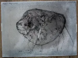 Dirkje Kuik - Inkt tekening: Roofspin - 1984 (gesigneerd) kopen? Bied vanaf 225!