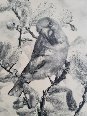 Aart van Dobbenburgh - Appelvink kopen? Bied vanaf 75!