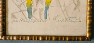 Martin Erich Philipp - "Twee blauwvleugelara's", kopen? Bied vanaf 285!