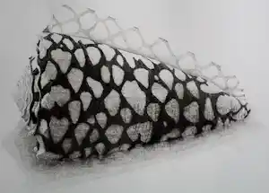 Gerard van Rooy - Ets: Conus Marmoreus - 1981 verkocht voor € 75!