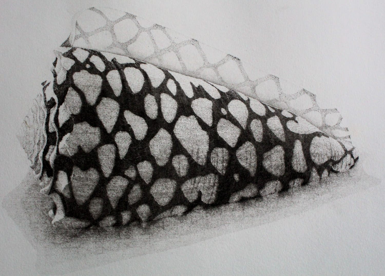 Gerard van Rooy - Ets: Conus Marmoreus - 1981 verkocht voor € 55!