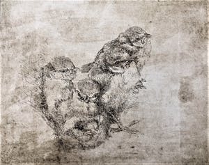 Simon Koene - Jonge mussen kopen? Bied vanaf 25!