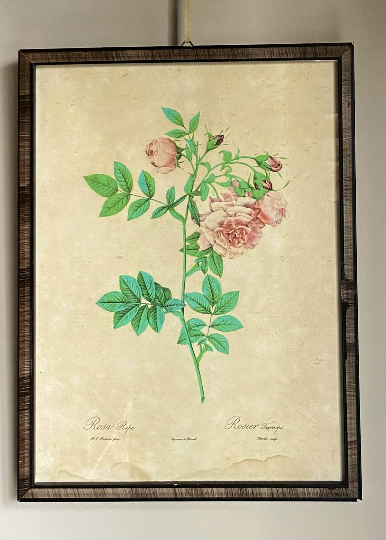 Pierre-Joseph Redoute - Rosa Rafa verkocht voor € 10!