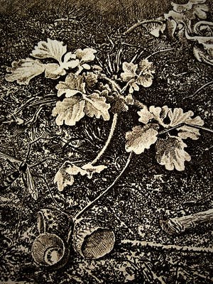 Dirk van Gelder - Meester graficus - HERFST - spin, denneappels etc- oplage 75 - potloodgesignrd kopen? Bied vanaf 52!