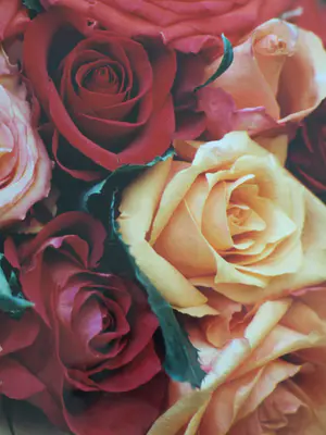 Sylvia Dudok van Heel - Ingelijste foto, Bloemstilleven Rozen 2 – 52 x 62 cm - 2002 kopen? Bied vanaf 1!