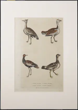 Harrison & Co. - Kopergravure uit: A New Dictionary of Natural History (W.F. Martyn) kopen? Bied vanaf 1!