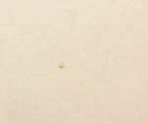 Carel Visser - Houtsnede, Zonder titel - Ingelijst (Groot) kopen? Bied vanaf 250!