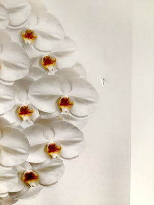 Holger Niehaus - Vaas met witte orchideeën - Fotografie, Ingelijst kopen? Bied vanaf 80!