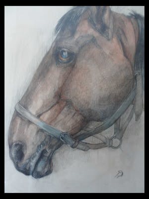 Tini van Doornik - Pastel/Krijt. Paardenhoofd. kopen? Bied vanaf 15!