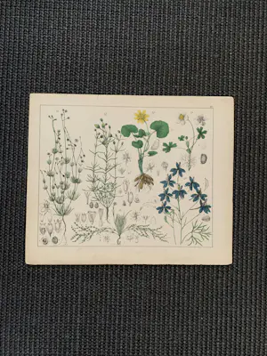 Corneille Antoine Jean Abram Oudemans - Flora van Nederland kopen? Bied vanaf 200!