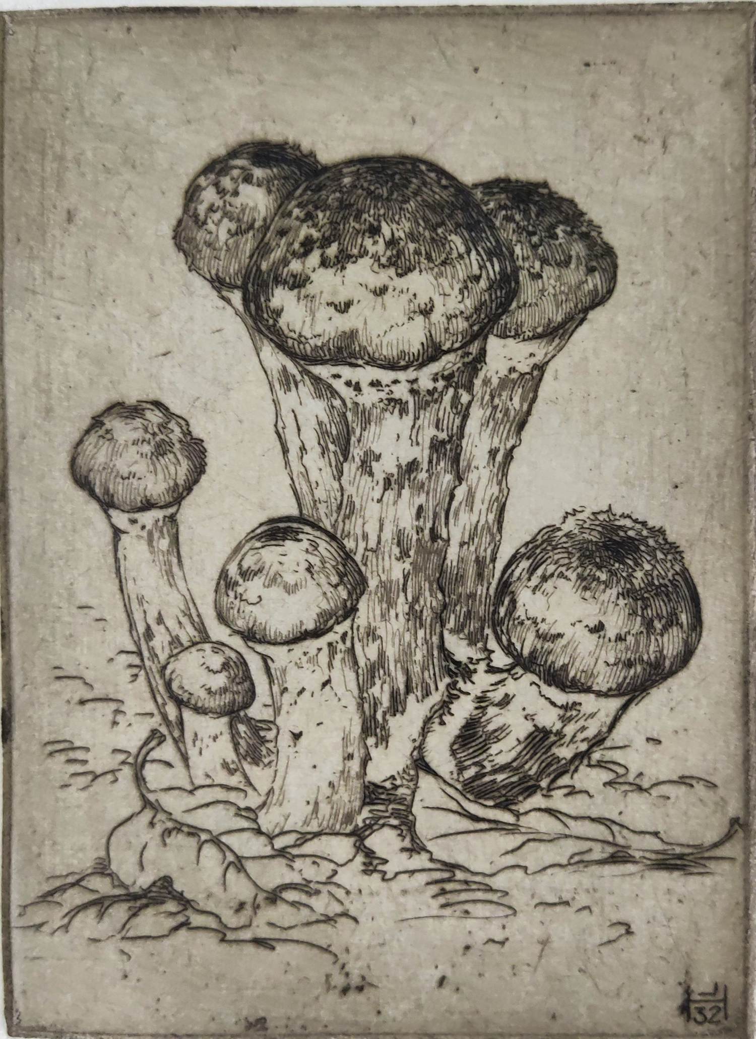 Johan Hemkes - Honingzwammen kopen? Bied vanaf 35!