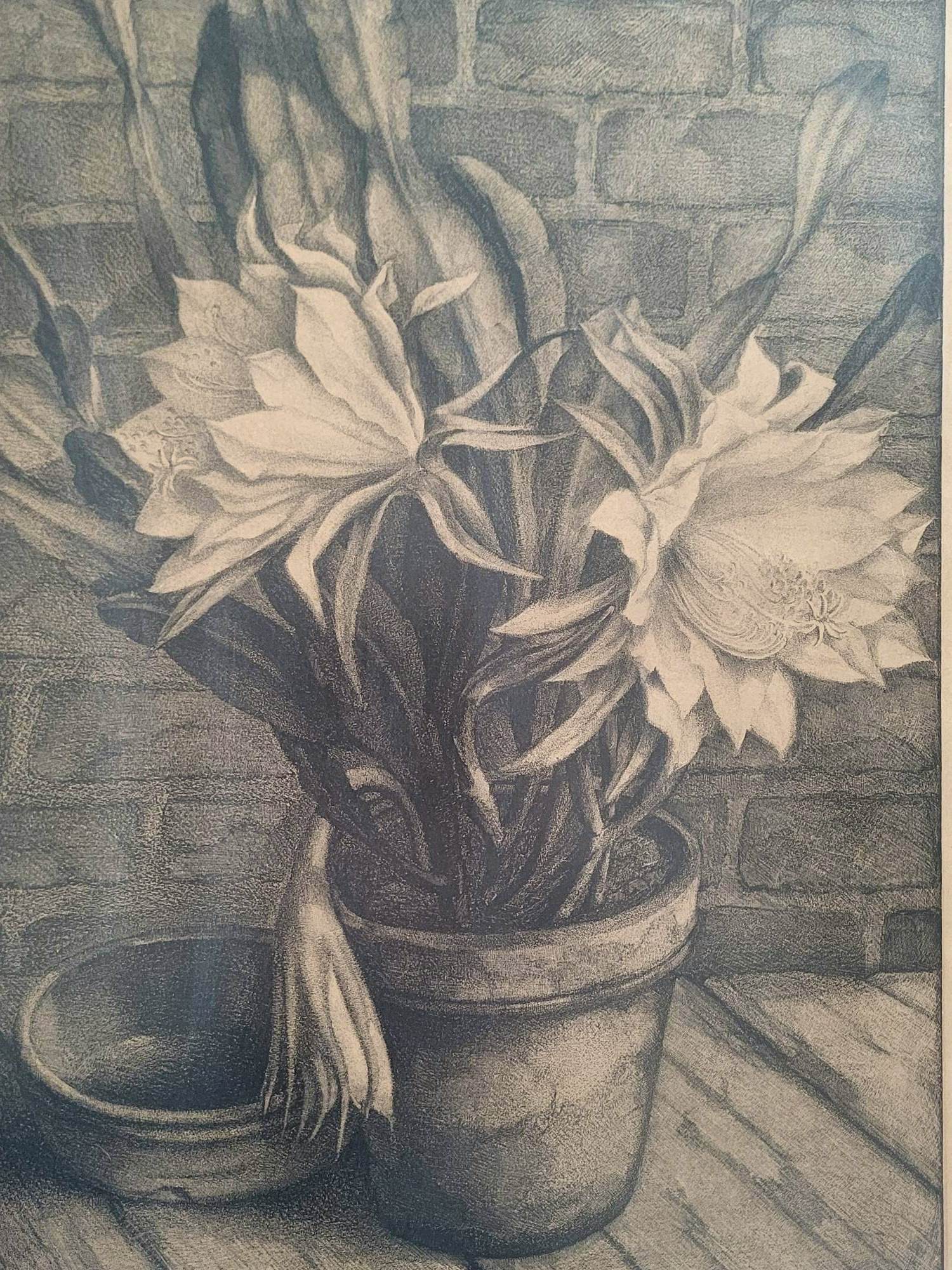 Aart van Dobbenburgh - Plant in bloempot. kopen? Bied vanaf 75!