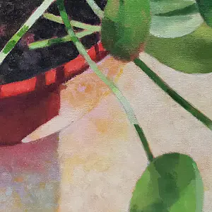 Willem Visser - Pannenkoekplant in rode pot kopen? Bied vanaf 160!