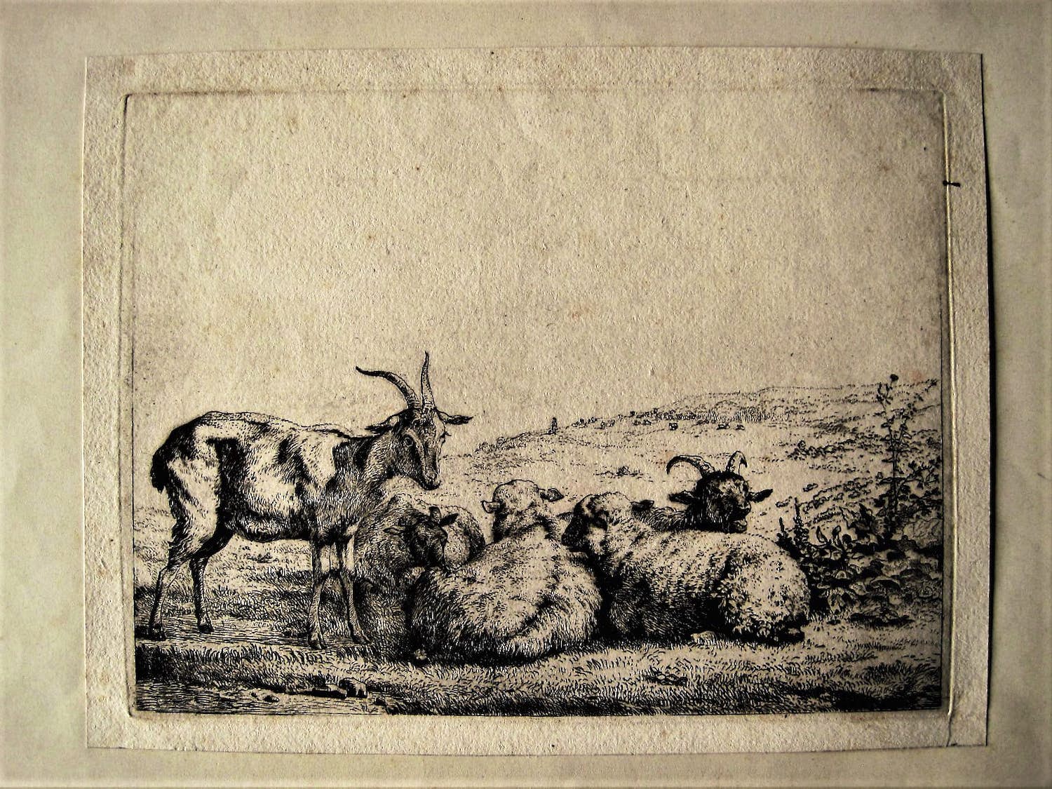 Niet of onleesbaar gesigneerd - Magnifieke 17e eeuwse (1680) Ets "Schappen en Bokken" niet ingelijst kopen? Bied vanaf 1!