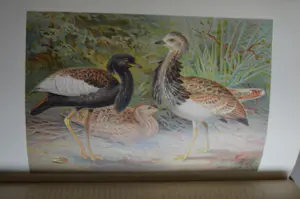 Antiquarisch Boek - The Royal Natural History (6 delen compleet) 1893 kopen? Bied vanaf 175!