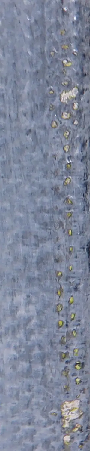 Cobi Nieuwstad - Acryl op doek, Zonder Titel kopen? Bied vanaf 1!