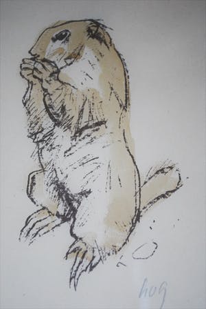 Fritz Rudolf Hug - kleurenlitho van een bever kopen? Bied vanaf 30!