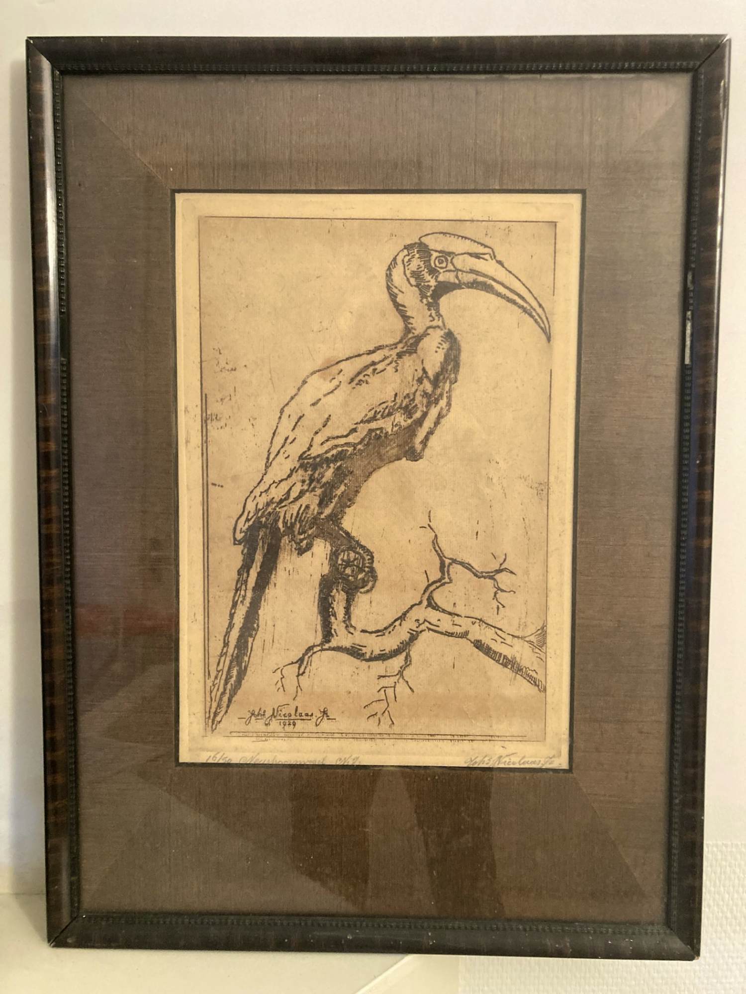 Johannes Nicolaas jr. - Neushoornvogel kopen? Bied vanaf 30!