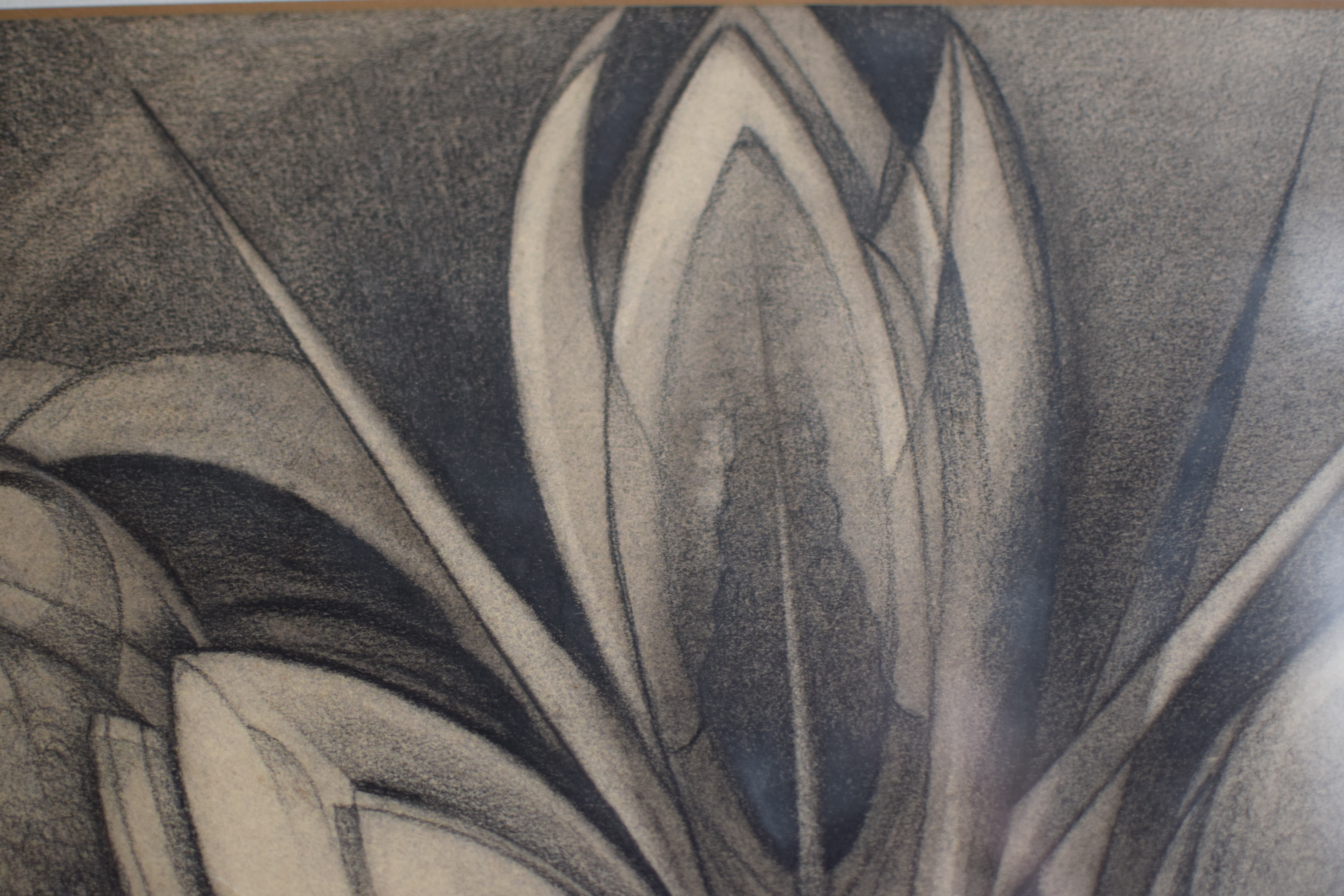 Wim Kersten - Krokussen kopen? Bied vanaf 25!