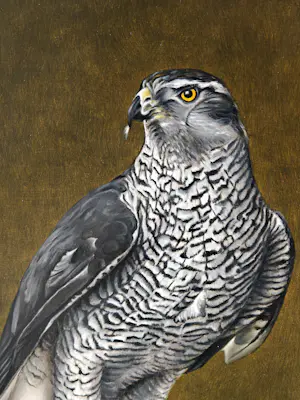 Jan Teunissen - Havikman met gaai kopen? Bied vanaf 950!