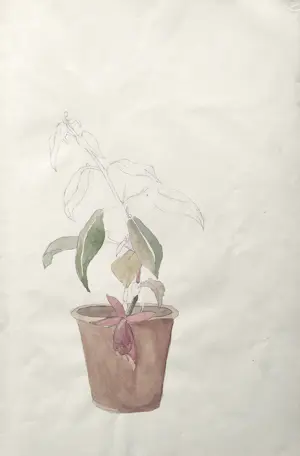 Alida van Houten - Tekenmap (24 tekeningen) kopen? Bied vanaf 450!