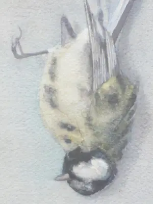 Marie van der Harst - Dode mees - Aquarel kopen? Bied vanaf 100!