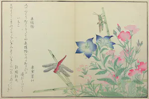 Kitagawa Utamaro - Houtdruk, Rode libel en sprinkhaan op bamboestok kaufen? Bieten Sie von 35!