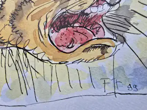 Frans Franciscus - zonder titel kopen? Bied vanaf 100!