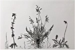 Simon Koene - Grassen kopen? Bied vanaf 25!