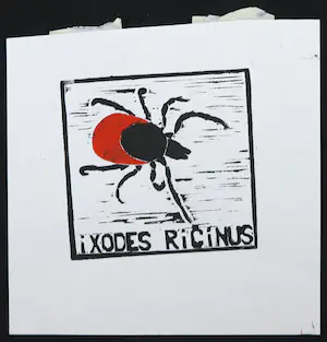 Niet of onleesbaar gesigneerd - Linosnede, Ixodes ricinus kopen? Bied vanaf 1!