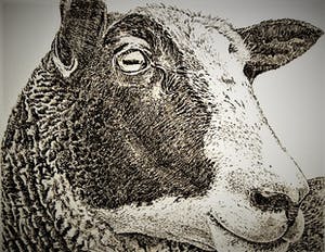 Han van Hagen - Ambachtelijk Graficus - Kleine oplage Ets - Zwartbles schaap - potloodgesigneerd kopen? Bied vanaf 30!
