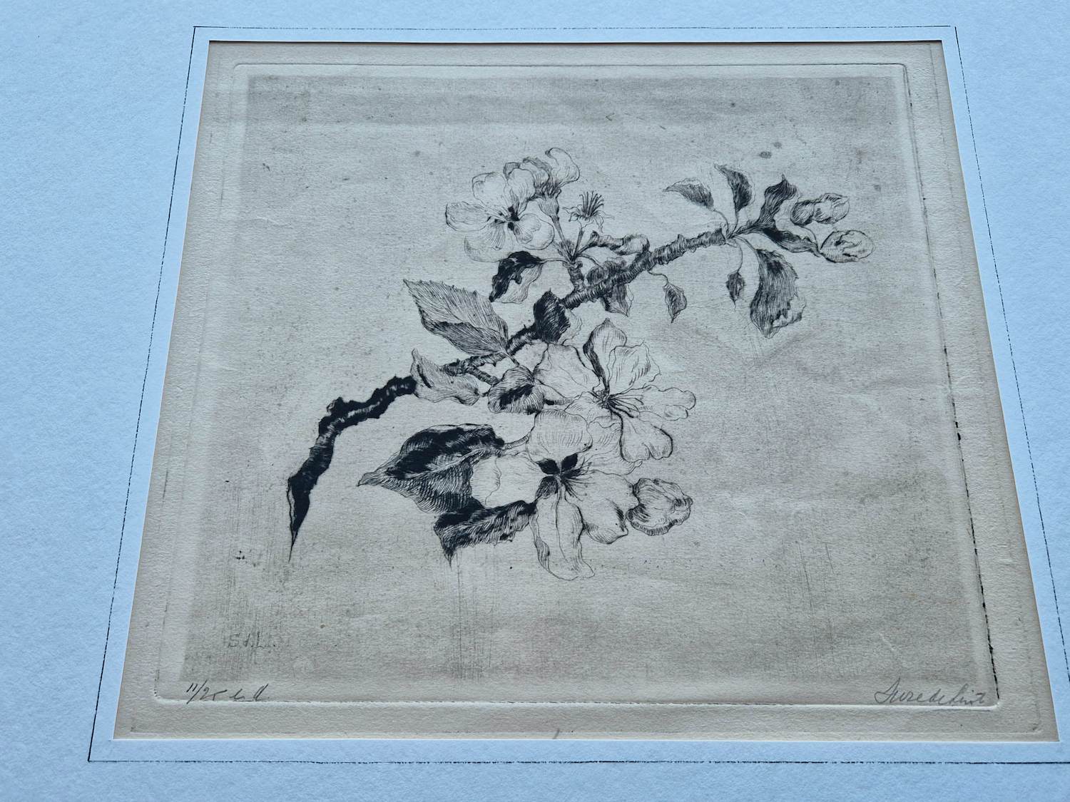 Suze de Lint - omstreeks 1920 - delicate droge naald Ets "bloesemtak" zeer kleine oplage (25) kopen? Bied vanaf 31!