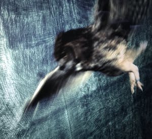 Jan Fabre - Often I feel betrayed kopen? Bied vanaf 375!