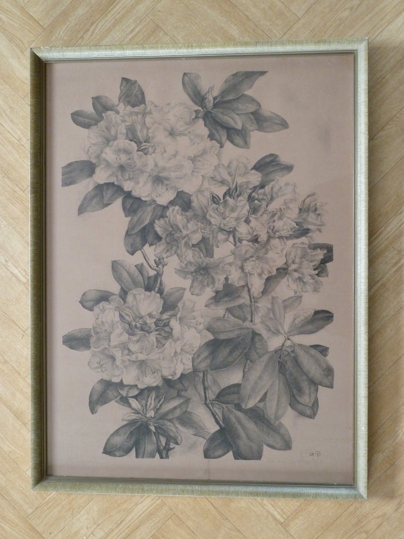 Aart van Dobbenburgh - Rhododendron verkocht voor € 40!