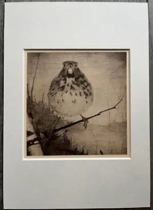 Jan Mankes - Originele Heliogravure Lijster op Tak 1923 kopen? Bied vanaf 195!